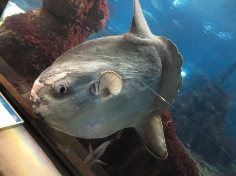 Mola Mola (my favorite fishie by mere virtue of the funny expression on his face)